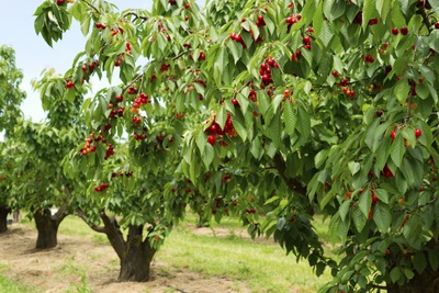 Черешневый сад заложат в Ипатовском округе.