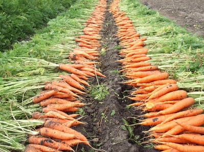 Аграрии края продолжают уборку моркови