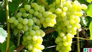На Ставрополье вырос урожай винограда в 4,5 раза