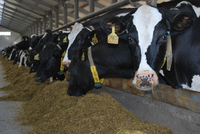В Андроповском районе планируют открыть ферму на 100 молочных коров