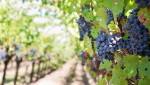 На Ставрополье планируют собрать 35 тысяч тонн винограда