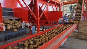 Ипатовский картофель прославился на всю Россию.