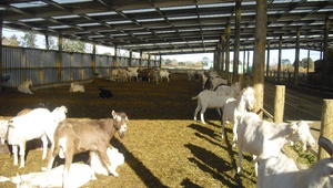 Ставрополье представит свой потенциал на российской выставке овец и коз