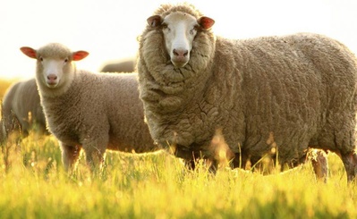 Около 300 млн рублей пойдут на поддержку овцеводства на Ставрополье