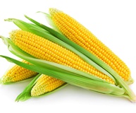 Кукуруза 