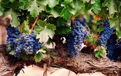 На Ставрополье построят виноградохранилище мощностью 300 тонн