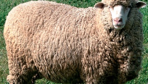 На Ставрополье выведены две новые породы овец