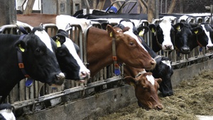 На Ставрополье появится комплекс по воспроизводству и откорму крупного рогатого скота