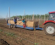 В Ипатовском городском округе Ставропольского края закладывают новый фруктовый сад