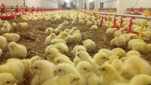 Ставропольское мясо птицы экспортируется в 35 стран