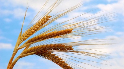 На Ставрополье убран первый миллион тонн зерновых