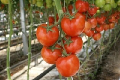 Валовый сбор овощей в 2020 году на Ставрополье вырос на 73%