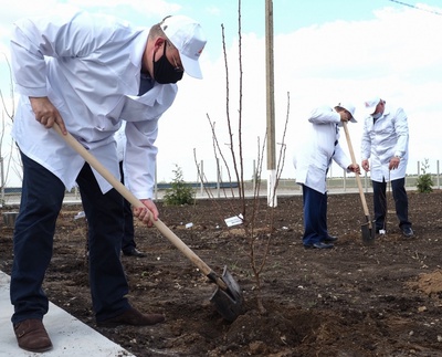 Первый миндальный сад заложили в Ставропольском крае