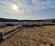 Ставропольский край входит в ТОП-3 по численности овец среди регионов России