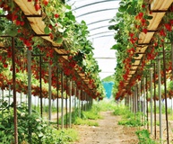 В Ставропольском крае запущен тепличный комплекс по выращиванию земляники