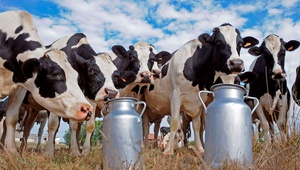 620 миллионов рублей господдержки получило молочное животноводство Ставрополья в этом году