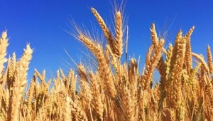 Ставропольские семена озимой пшеницы и ячменя отправили в Армению