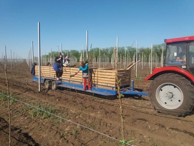 В Ипатовском городском округе Ставропольского края закладывают новый фруктовый сад