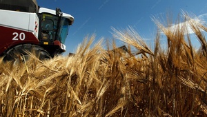 За Краснодаром — Ставрополье. В крае собрали рекордный урожай зерновых