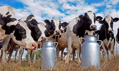 620 миллионов рублей господдержки получило молочное животноводство Ставрополья в этом году